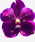 Orquídea Vanda Somsri Pink x Dr. Anek x Kasem's Delight no. 252 - Importada da Ásia, Adulta e Apta à Floração na internet