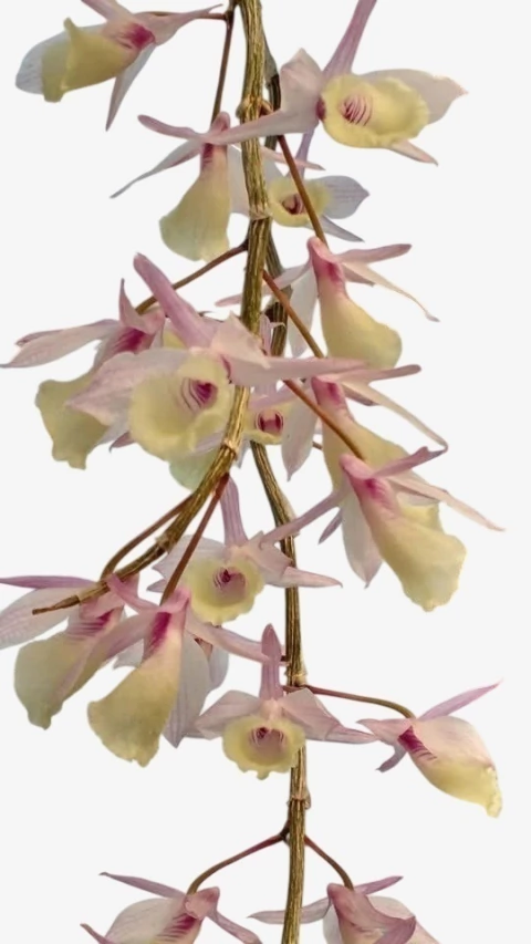Orquídea Dendrobium Pierardii Adulta - Planta Apta à Floração, Enviada Plantada no Vaso | Orquideomania - comprar online