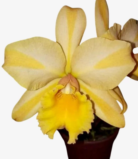 Orquídea Cattleya Gisele Bundchen - com espata em 28.11.25 - comprar online