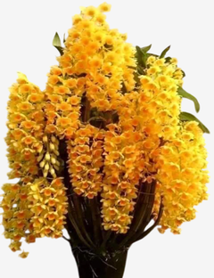 Dendrobium Densiflorum - Orquídea Adulta e Apta à Floração na internet