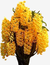 Dendrobium Densiflorum - Orquídea Adulta e Apta à Floração na internet