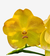 Flor amarela da orquídea Vanda Nopporn Golden Hill, destacando suas pétalas e detalhes.