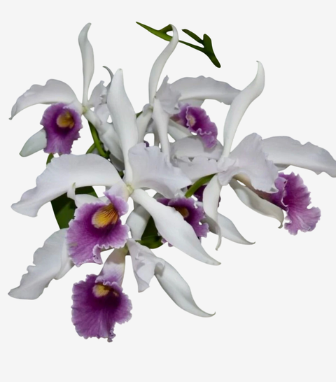 Orquídea Lc. C. G. Roebling – Mudinha Juvenil para Dar Flor em ~2 Anos (pote 7) - comprar online