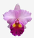 Flor da orquídea Cattleya Blc Rose Whisper Suysei, com pétalas rosa e detalhes amarelos e roxos.