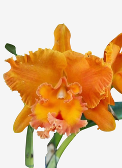 Flor de orquídea Cattleya Rlc Suvarnabhumi Delight com pétalas laranjas e detalhes em amarelo.