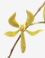 Flor da orquídea Encyclia marxiana, com pétalas amarelas e listradas, destacando-se em um fundo neutro.