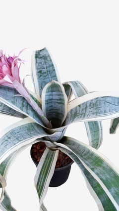 romélia Aechmea fasciata albo marginata - Adulta e Apta à Floração na internet