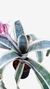 romélia Aechmea fasciata albo marginata - Adulta e Apta à Floração na internet