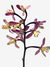 Flor da orquídea Encyclia cyperifolia, com pétalas roxas e amarelas.