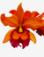 Orquídea Cattleya Blc. Owen Holmes x Orange Show x Chunyeah com flores em tons vibrantes de laranja e vermelho.