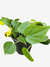 Philodendron Green – Beleza e Versatilidade para o Seu Ambiente - comprar online