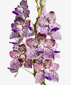 Orquídea Vanda Kyra Green Minghus adulta com flores roxas e brancas, típica da Ásia.