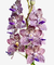Orquídea Vanda Kyra Green Minghus adulta com flores roxas e brancas, típica da Ásia.