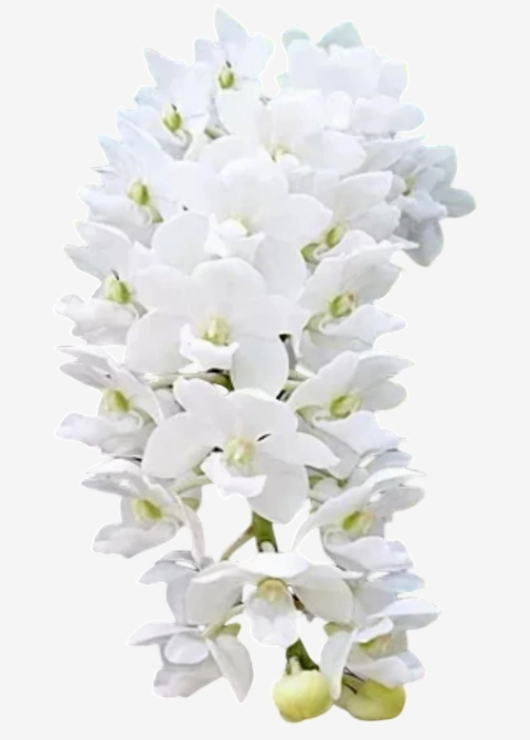 Orquídea Rhynchostylis gigantea alba adulta