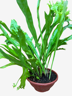 Asplênio Crissie - Beleza Verde para Sua Casa, Plantado no Vaso - comprar online