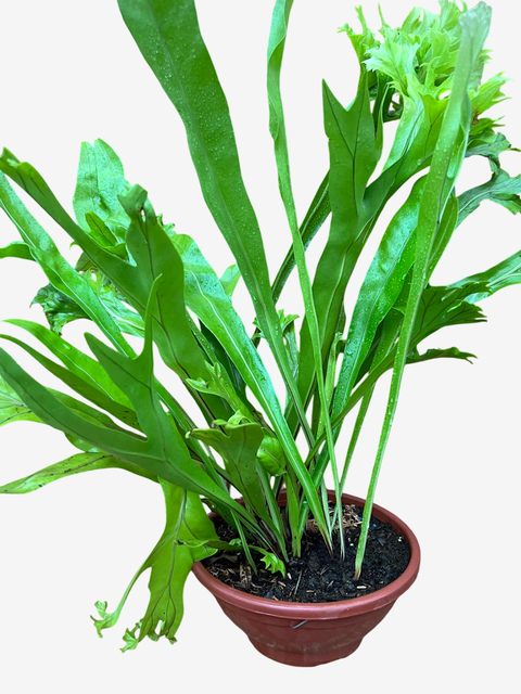 Asplênio Crissie - Beleza Verde para Sua Casa, Plantado no Vaso - comprar online