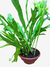 Asplênio Crissie - Beleza Verde para Sua Casa, Plantado no Vaso - comprar online