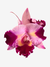 Orquídea Cattleya Sc. Batemaniana x Lc. Drumbeat “Triumph” com flores em tons de rosa e roxo, destacando suas pétalas onduladas.