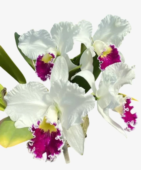 Orquídea Lc. Mildred Rives – Adulta e Apta à Floração - comprar online