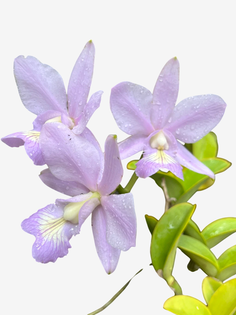 Orquídea Cattleya Nobilior Amaliae Adulta – Em Floração 01.10.25 - comprar online