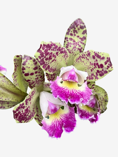 Flores da orquídea Cattleya Schilleriana x C. Cruzeiro do Sul, com pétalas brancas e roxas, em um fundo verde com manchas roxas.
