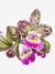 Flores da orquídea Cattleya Schilleriana x C. Cruzeiro do Sul, com pétalas brancas e roxas, em um fundo verde com manchas roxas.