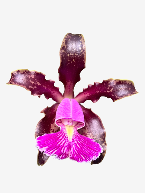 Orquídea Cattleya schilleriana rubra “labelão” - (Adulta) – Beleza Exótica e Floração Garantida - comprar online