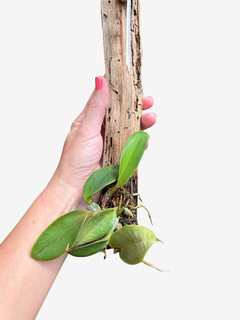 Orquídea Cattleya walkeriana adulta com folhas verdes em tronco de madeira, sendo segurada por uma mão.