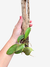Orquídea Cattleya walkeriana adulta com folhas verdes em tronco de madeira, sendo segurada por uma mão.