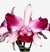 Orquídea Cattleya Intermedia Vinicolor Flamea com flores exuberantes em tons de rosa e roxo.