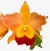 Flor de orquídea Cattleya com pétalas em tons de laranja e amarelo, e labelo vermelho.