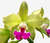 Orquídea Cattleya Blc. Tatarow adulta com espata floral, apresentando pétalas verdes e um labelo rosa.