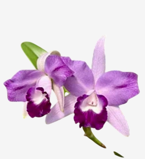 Orquídea Blc. (Blue Boy x Noile's Blue Sky) - Adulta e apta a floração