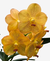 Flores amarelas da orquídea Vanda Ratchaburi Beauty, destacando sua elegância e beleza.