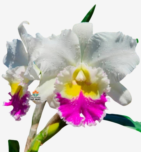 Flor Orquídea Pastoral Aniel Carnier – Encante-se com uma das Cattleyas mais elegantes do mundo orquidófilo! - comprar online