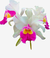 Orquídea Cattleya Blc. Chunyeah 17 x Dream Paradise 242 com flores brancas e detalhes em rosa e amarelo.