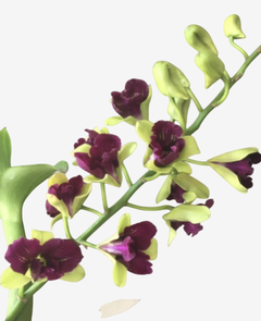 Ramo da orquídea Dendrobium Aridang Green Mutation com flores roxas e verdes, destacando sua raridade e beleza.