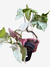 Kit de Singônios (Rosa e Verde) - Dupla de Beleza para Sua Decoração - comprar online