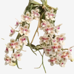 Orquídea Chiloschista viridiflava "Sakura" com flores brancas e detalhes em rosa, dispostas em forma de letra A.