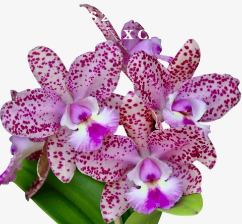 Orquídea Cattleya Schilleriana x Cruzeiro do Sul (246) – Adulta e Apta à Floração - comprar online