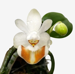 Orquídea Phalaenopsis Lobbii de pequeno porte com flores brancas e detalhes em laranja, acompanhada de um botão floral.