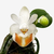 Orquídea Phalaenopsis Lobbii de pequeno porte com flores brancas e detalhes em laranja, acompanhada de um botão floral.