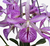 Flores da orquídea Cattleya Bc. Maikai Mayumi, com pétalas roxas e detalhes em branco e rosa.