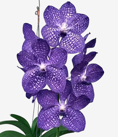 Orquídea Vanda Pakchong Blue com flores roxas e detalhes em rede, em um fundo claro.