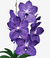 Orquídea Vanda Pakchong Blue com flores roxas e detalhes em rede, em um fundo claro.