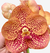 Flor da orquídea Vanda Penny Goh Pyng, com pétalas laranjas e manchas vermelhas, destacando sua beleza exótica.