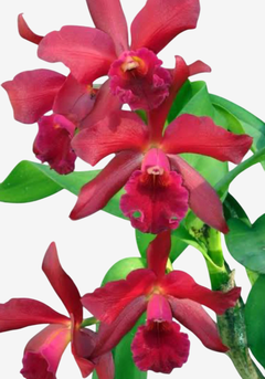 Orquídea Cattleya Lc. Suzuki's Red Star em vaso, com flores vermelhas vibrantes e folhagem verde.