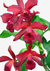 Orquídea Cattleya Lc. Suzuki's Red Star em vaso, com flores vermelhas vibrantes e folhagem verde.