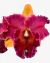 Orquídea Rlc. Hall of Fame - comprar online