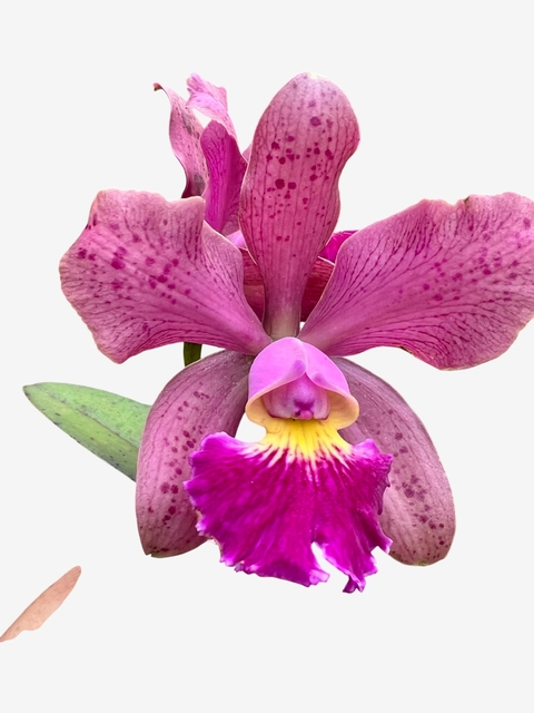 Orquídea Cattleya Brabantiae x Kerchoveana x Wax Toy x Schilleriana (1011) – Adulta e Apta à Floração - comprar online
